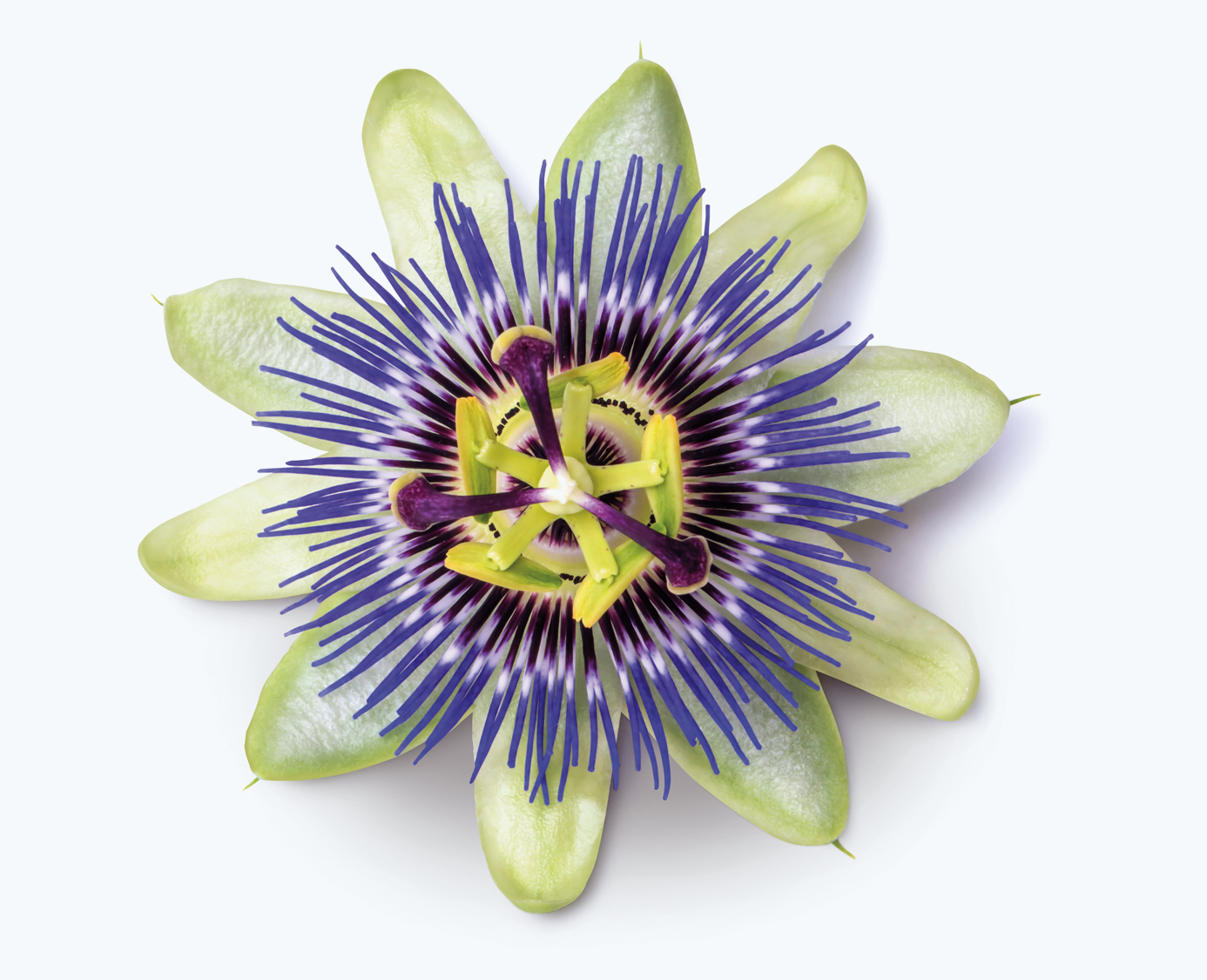 Passionflower