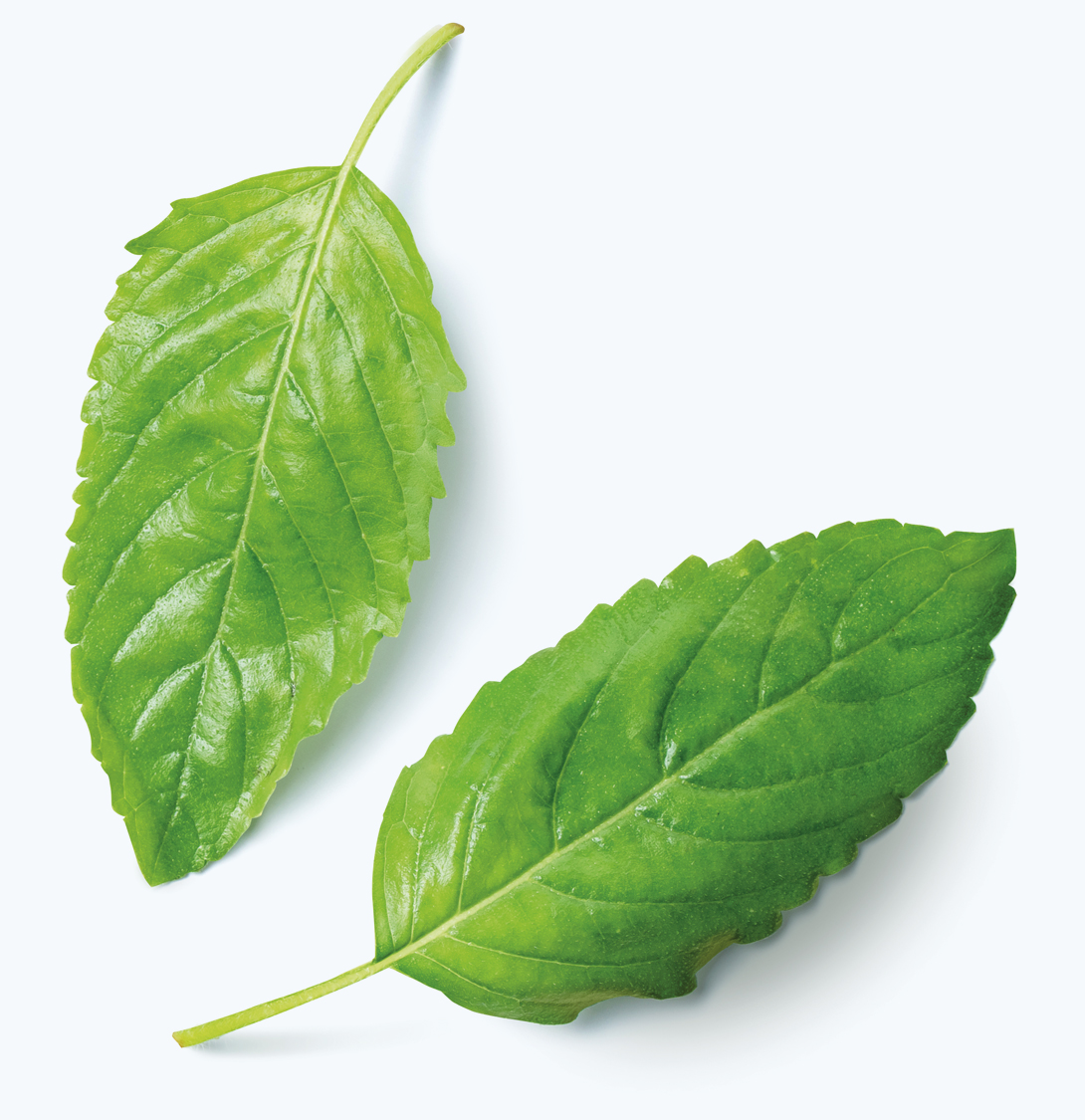 Tulsi
