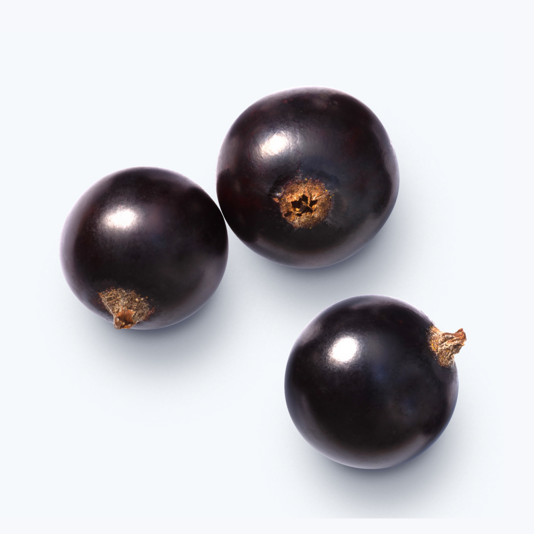 Blackcurrant