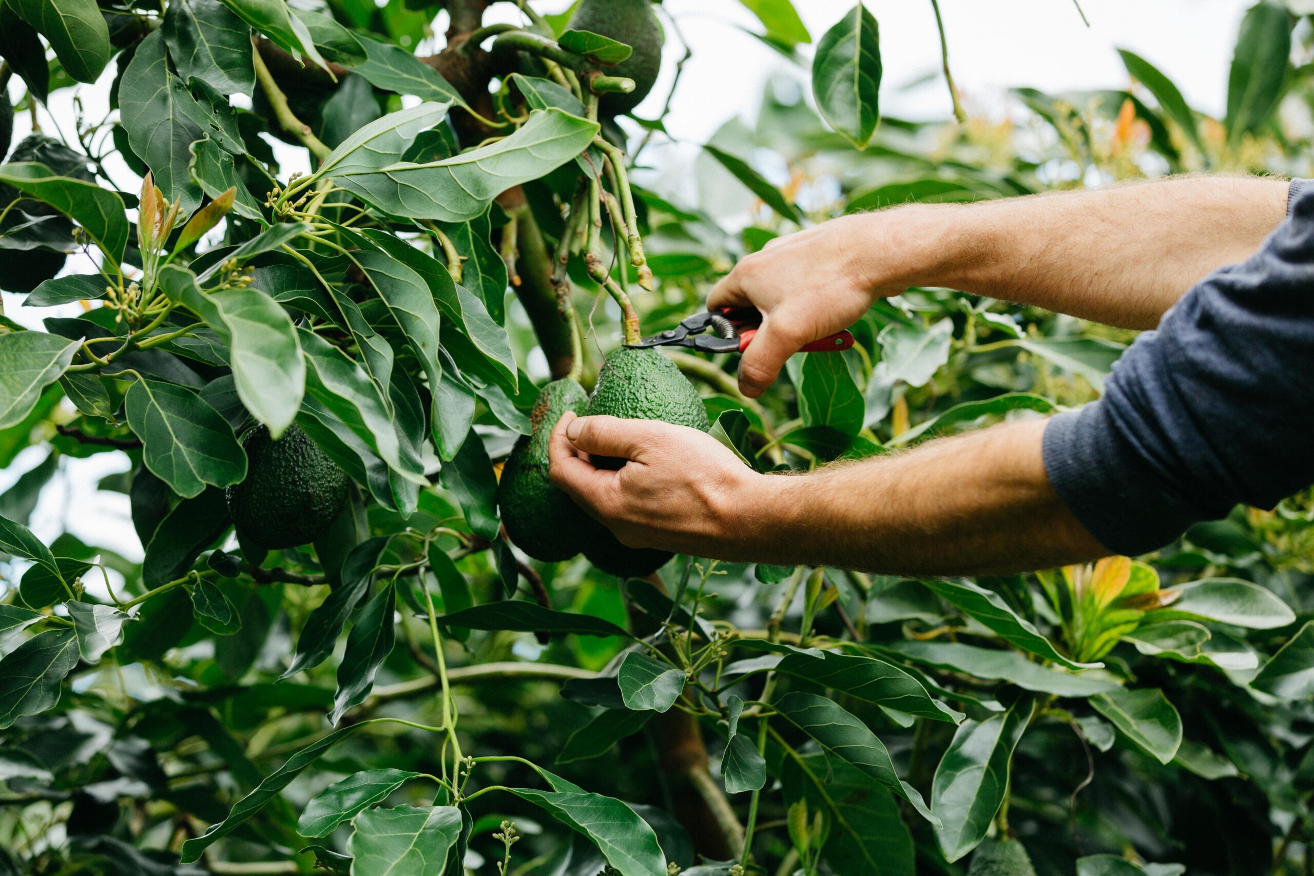 The Avo Tree