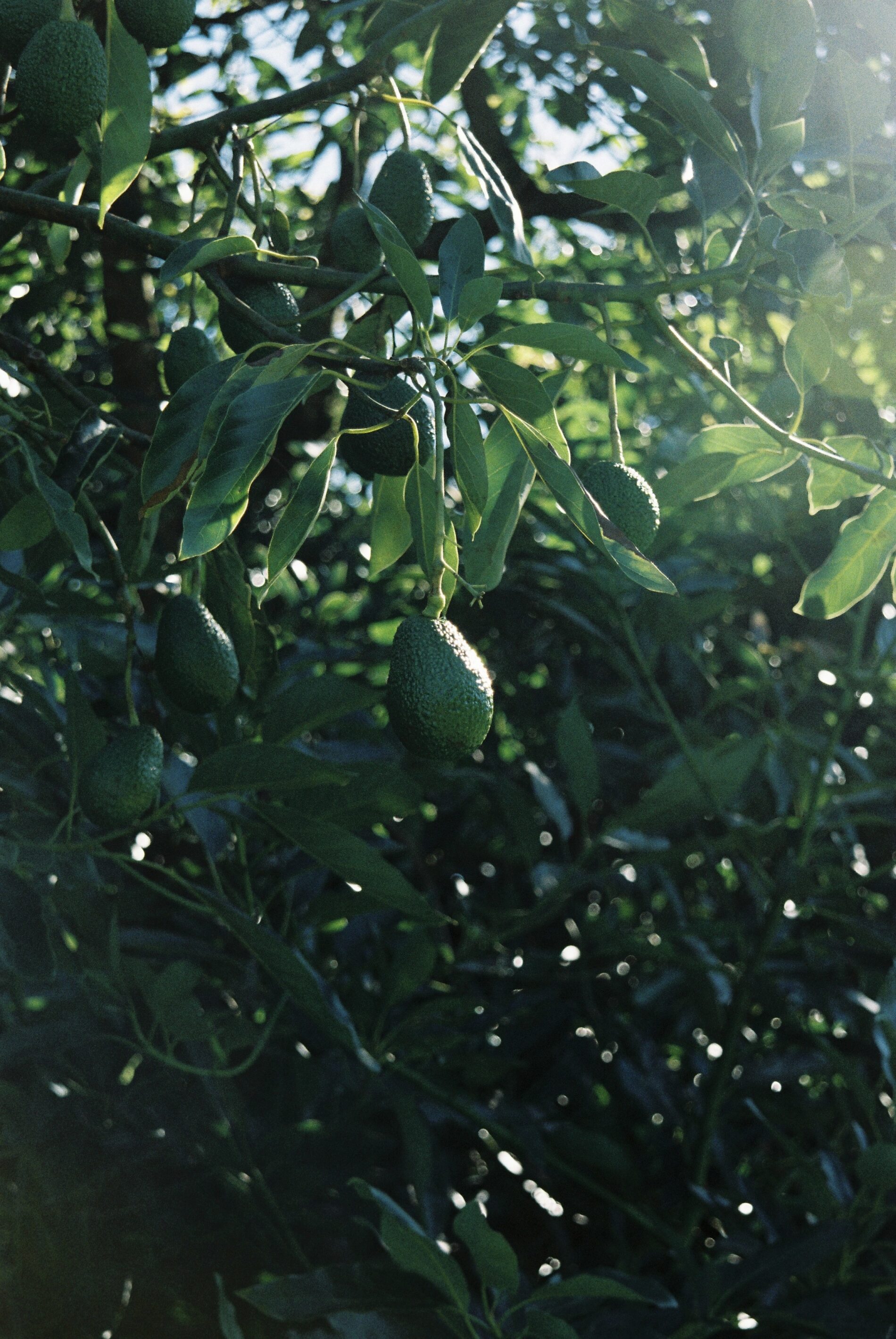 How Do Avocados Ripen? The Science Explained | The Avo Tree